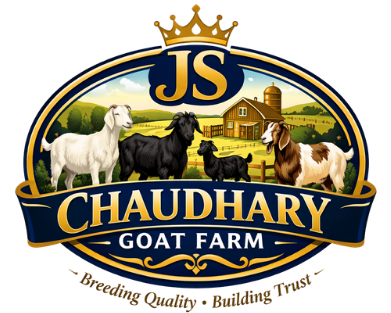 JS Chaudhary Goat Farm