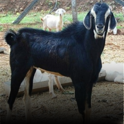 Healthy Goats