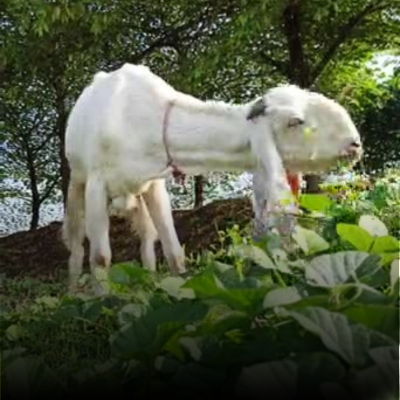 Natural Feeding